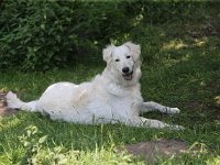 Puppys van Bliss040622-0159